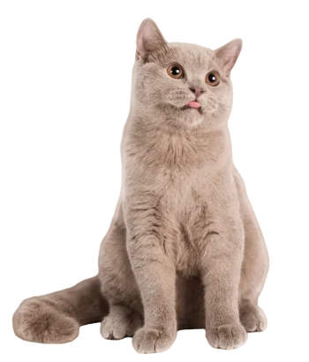 text-block-image-image_NGNwpE